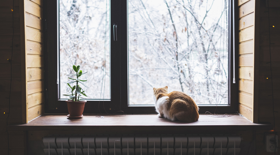 Un gat mirant per la finestra en un dia de tardor