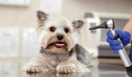 Un gos sent visitat pel veterinari