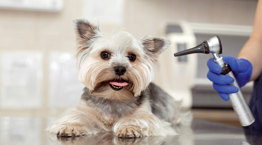 Un gos sent visitat pel veterinari