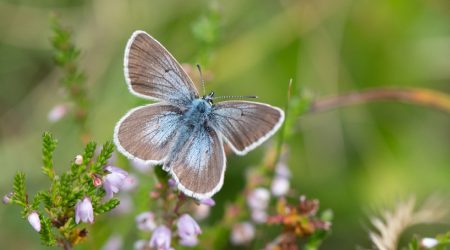 Un exemplar de moreneta grisa