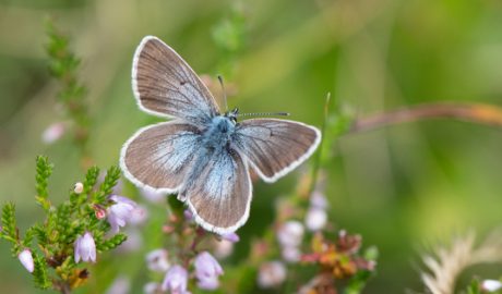 Un exemplar de moreneta grisa