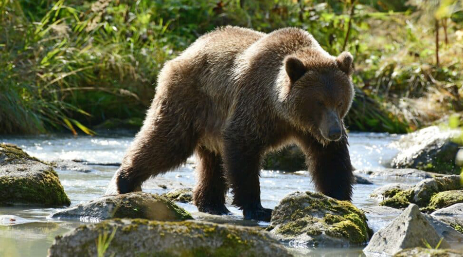 Un os bru al medi natural