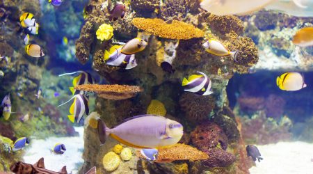 Un gran nombre de peixos en un aquari