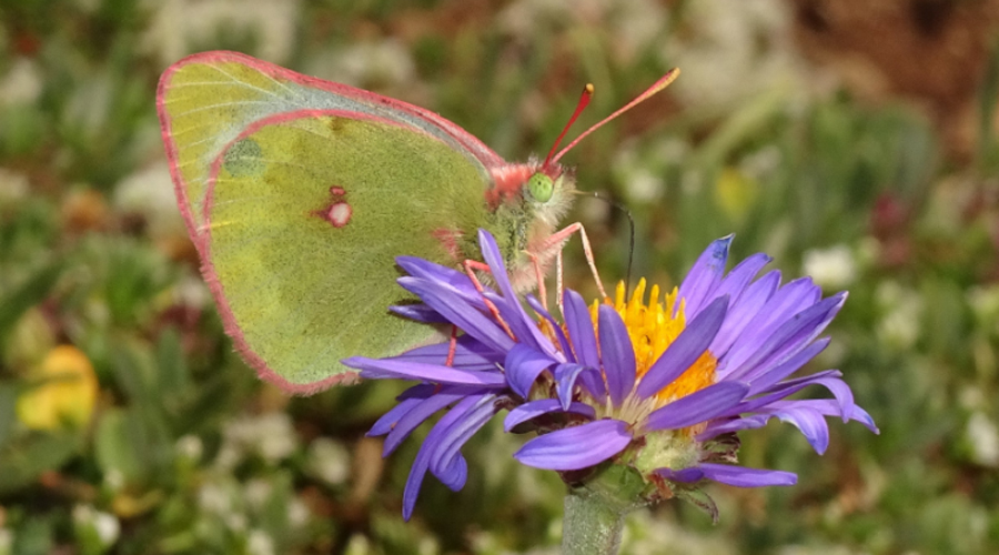 Un exemplar de safranera alpina