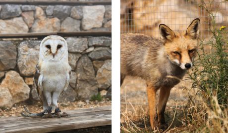 Dos dels animals salvatges que fan vida al refugi (Maria Dolors i Martí)