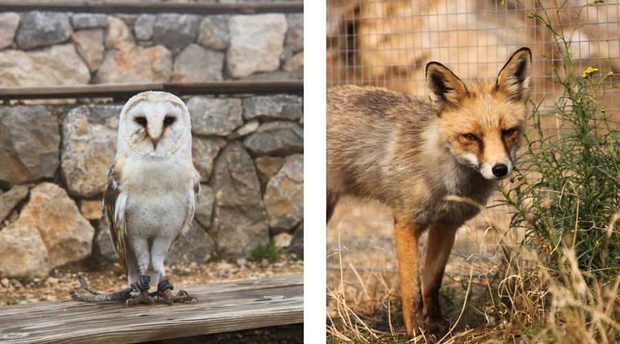 Dos dels animals salvatges que fan vida al refugi (Maria Dolors i Martí)