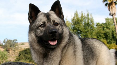 Un exemplar d'Elkound noruec