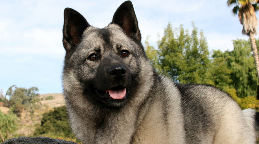 Un exemplar d'Elkound noruec