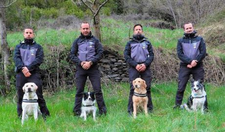 El grup caní del Cos de Banders