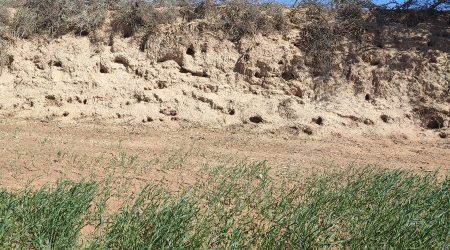 Nombrosos caus de conill amb el sembrat malmès