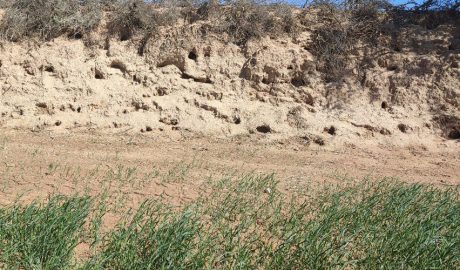 Nombrosos caus de conill amb el sembrat malmès