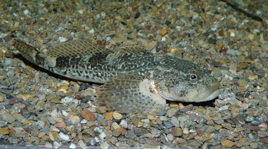 Un exemplar de cavilat