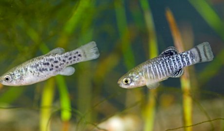 Un fartet femella i un de mascle