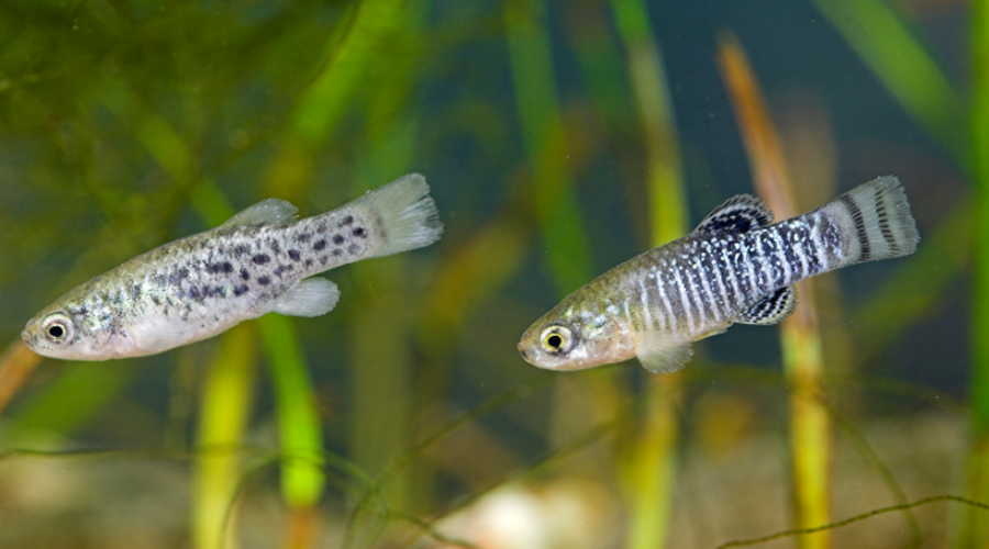 Un fartet femella i un de mascle