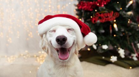 Per Nadal també cal estar pendent de les nostres mascotes