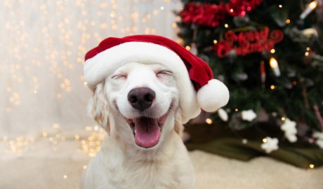 Per Nadal també cal estar pendent de les nostres mascotes