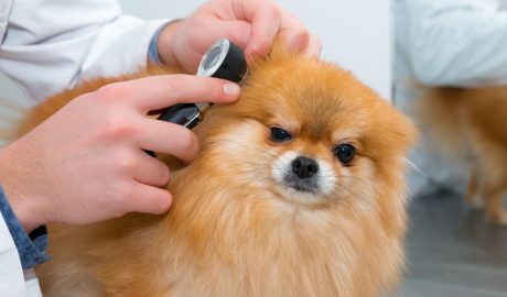 Molts gossos és queden sords quan es fan grans