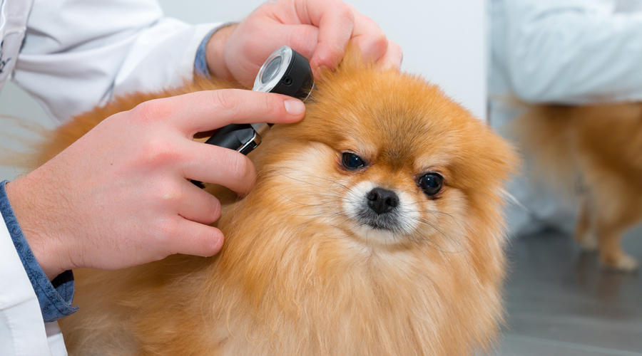 Molts gossos és queden sords quan es fan grans