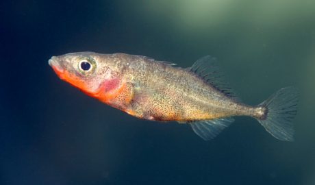 Un exemplar mascle d'espinós