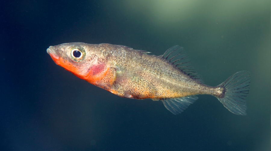 Un exemplar mascle d'espinós