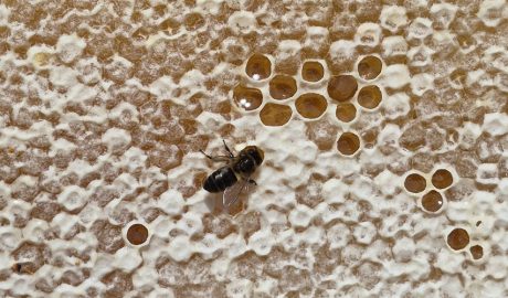 Una abella de la mel