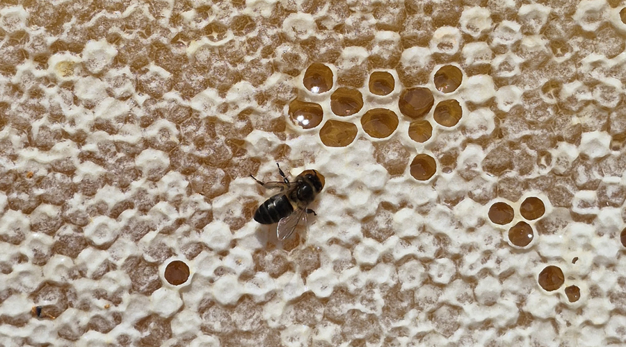 Una abella de la mel (SFGA)