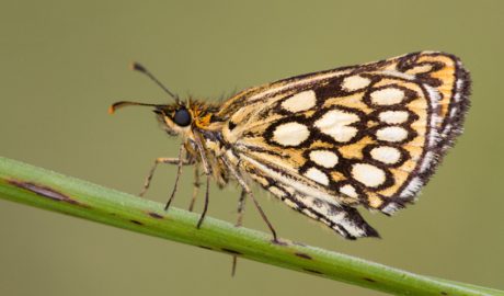 Un exemplar de papallona saltiró