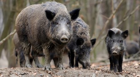 Un grup de porcs senglars