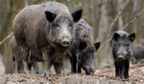 Un grup de porcs senglars