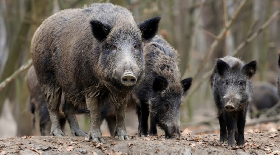 Un grup de porcs senglars (Govern.cat)