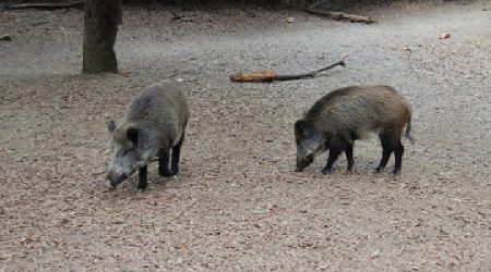 Dos senglars en llibertat