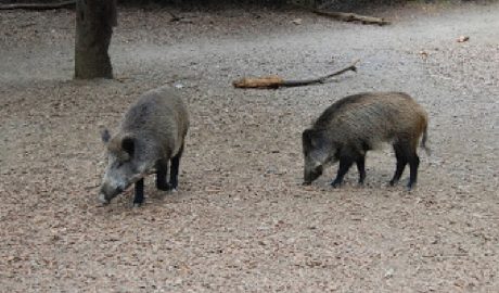 Dos senglars en llibertat