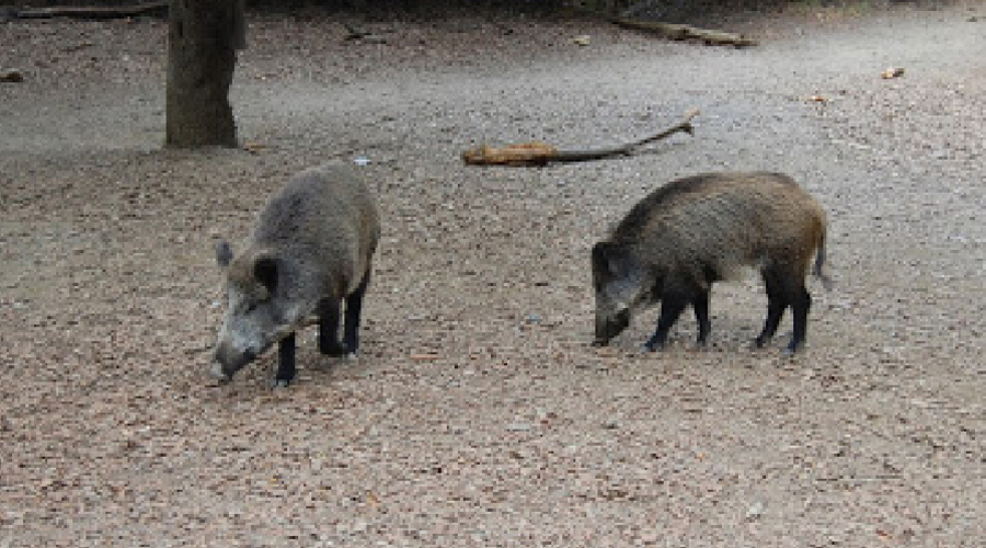 Dos senglars en llibertat (Govern.cat)