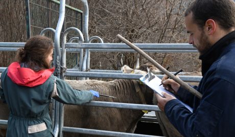 Veterinaris del Govern en la vacunació del bestiar