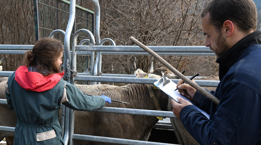 Veterinaris del Govern en la vacunació del bestiar (SFGA)