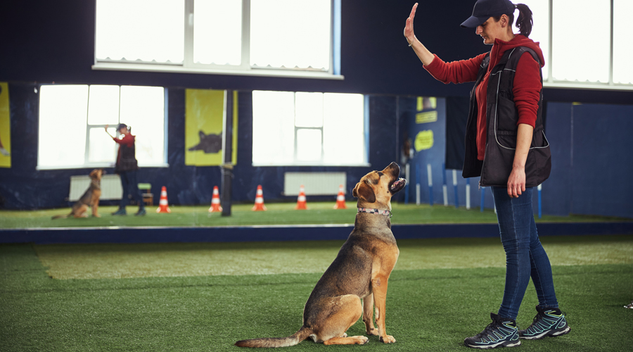 Una ensinistradora canina