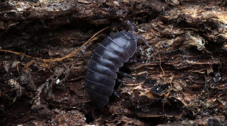 S'ha de tenir en compte que no totes les petites bestioles són perjudicials