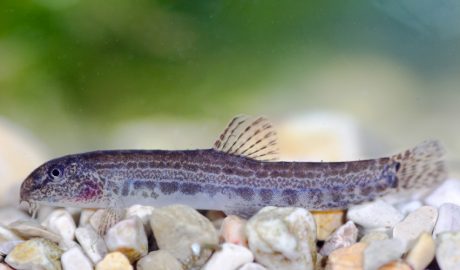 Un exemplar de llopet de riu