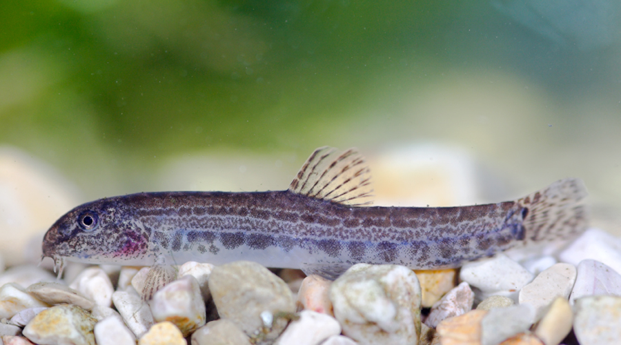 Un exemplar de llopet de riu