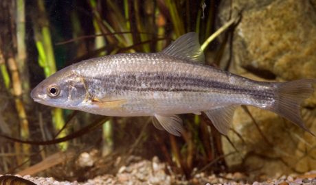 Un exemplar de madrilla