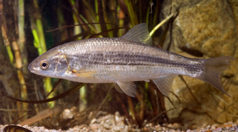 Un exemplar de madrilla