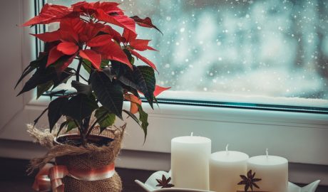 La ponsètia és una de les plantes més característiques de les festes de Nadal
