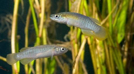 Dos samarucs, un mascle i una femella