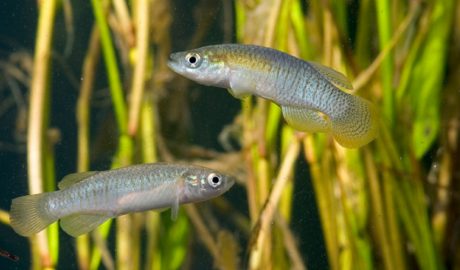 Dos samarucs, un mascle i una femella