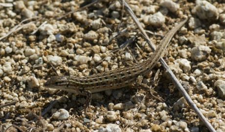 Un exemplar de sargantana cendrosa