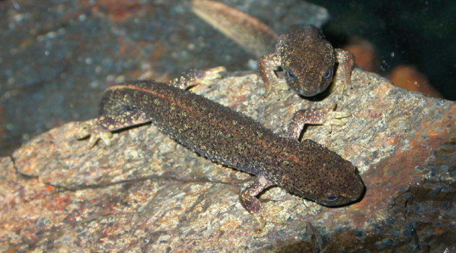 Dos exemplars de tritó del Montseny