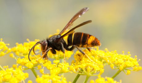 Un exemplar de vespa asiàtica