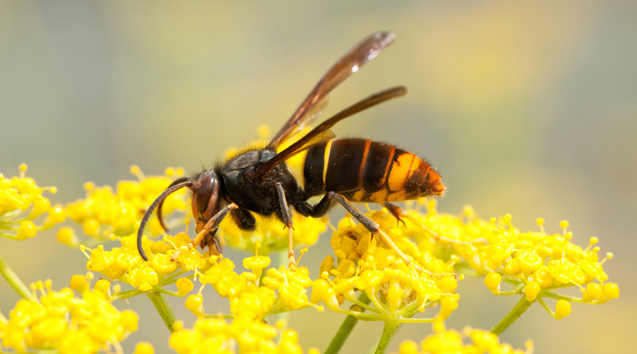 Un exemplar de vespa asiàtica