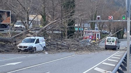 L'arbre caigut a la calçada i els vehicles afectats
