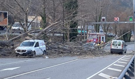L'arbre caigut a la calçada i els vehicles afectats